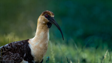 portrait of buff-necked ibis