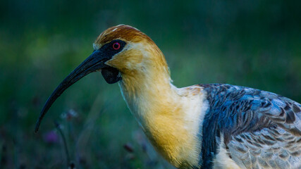 buff-necked ibis close up