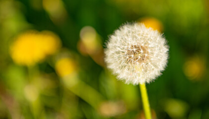 dandelion blowball flower on natural background. copy space. nature beauty. selective focus