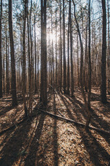 Fototapeta premium Forest Sunset