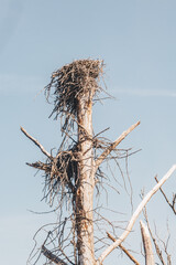 Eagle Nest