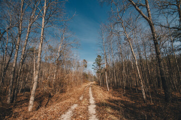 Forest Road