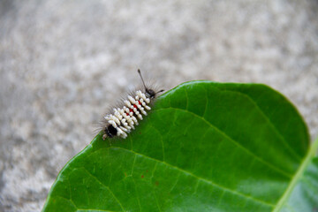 Brightly colored caterpillars on green leaves. Nature background concept.