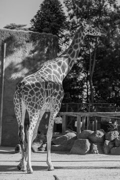 Greyscale of a giraffe at Melbourne zoo