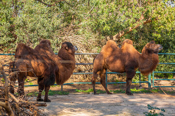 Desert bactrian camel in the zoo a