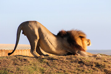 Male lion stretching in the sunlight