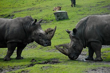 Fototapeta premium Rhino’s