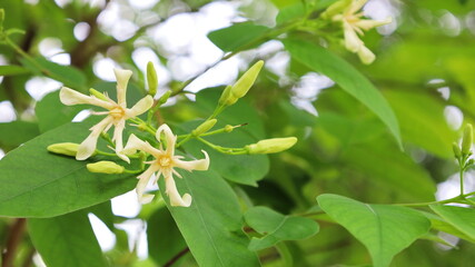 Wrightia arborea. White flowers of Woolly Dyeing Rosebay bloom on a plant on a blurred green leaf background with copy space. Selective focus.