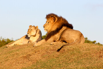 Female and male lion resting on a hill