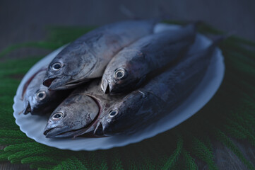 Freshly caught fish, young tuna close up on a white plate, horizontal view