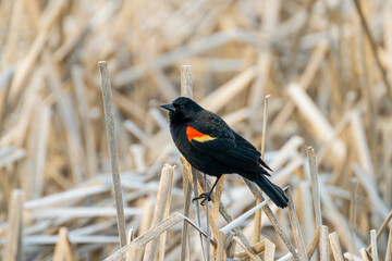 Closeup shot of a red-winged blackbird perched on a dry plant
