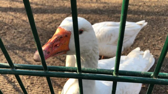 Wei&szlig;e G&auml;nse auf dem Bauernhof.