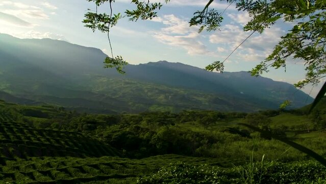 Green lush Coffee farm landscape in Valpareiso, Colombia.