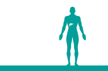 sagoma, organi corpo umano, medicina