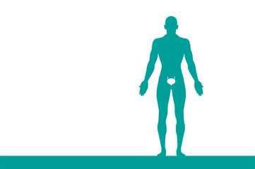 sagoma, organi corpo umano, medicina