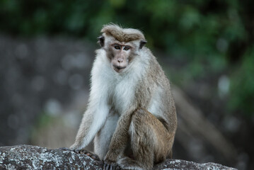 Close up of young macaque sitting on the stone and looking at camera on the blurred nature backgroung