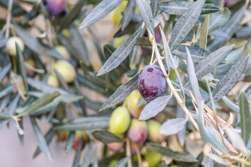 Many green and colored Olive fruits. Branch with leafs and ripe olives in food background....
