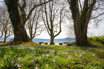 Frühlingswiese im Mettnaupark bei Radolfzell am Bodensee