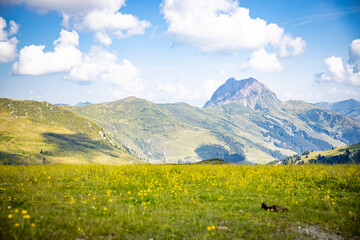 meadow with yellow flowers with mountain background panoramic scene