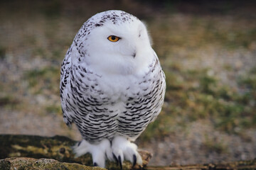 a white snowy owl sits on the ground