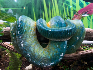 Closeup shot of a python snake at the Genova Aquariums in Italy
