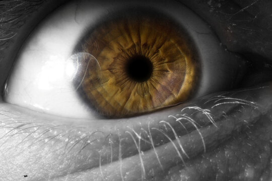 closeup of a green human eye