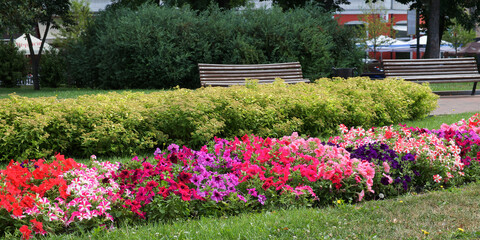 A variety of petunias in a flowerbed in a city park. Flowers in the flower bed.