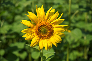 Large sunflower flower, close-up shot. Yellow flower.