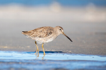 Sandpipers on the Beach