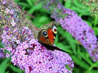 a butterfly on a flower