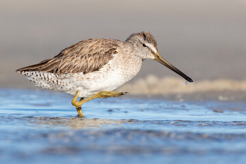 Sandpipers on the Beach