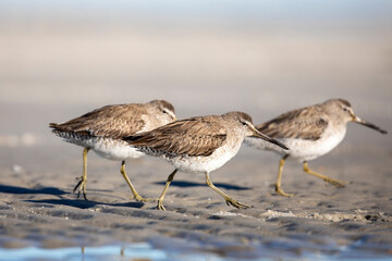 Sandpipers on the Beach