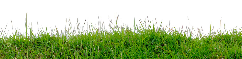 Short green grass and reeds isolated on white background with copy space.