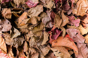 Background of stack dry leaves on ground