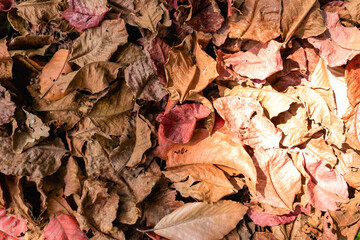 Background of stack dry leaves on ground
