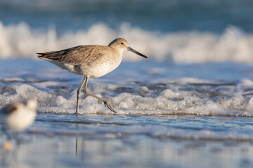 Sandpipers on the Beach