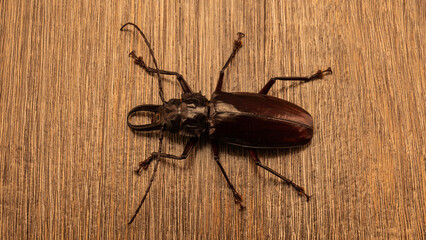 The largest Titan beetle, Titanus giganteus is a Neotropical longhorn beetle