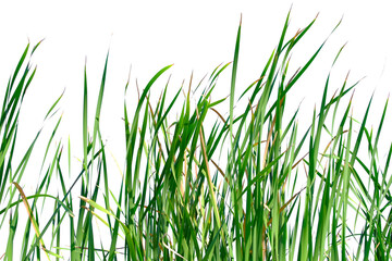Long green grass and reeds isolated on white background with copy space