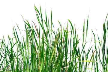 Obraz premium Long green grass and reeds isolated on white background with copy space