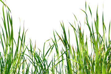 Long green grass and reeds isolated on white background with copy space