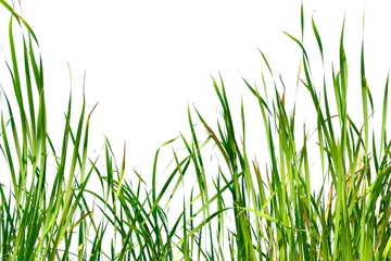 Acrylic prints Grass Long green grass and reeds isolated on white background with copy space