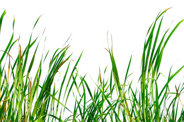 Long green grass and reeds isolated on white background with copy space