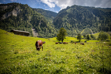 Fototapeta na wymiar cow on fresh green meadow with mountain in background