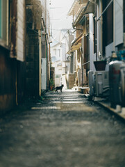 路地裏の猫