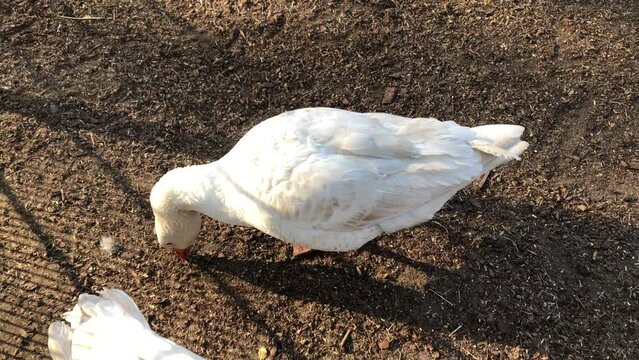Wei&szlig;e G&auml;nse auf dem Bauernhof.