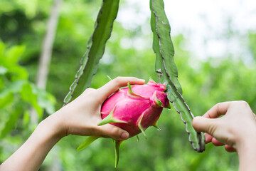 Women's hand touch and hold Dragon fruit in garden.