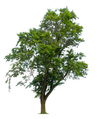 Fototapeta premium Beautiful tree isolated on white background. Suitable for use in architectural design or Decoration work.