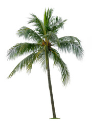 Fototapeta na wymiar Beautiful coconut palm tree isolated on white background. Suitable for use in architectural design or Decoration work.
