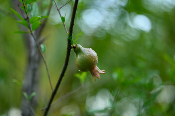 Green pomegranate on a branch after rain