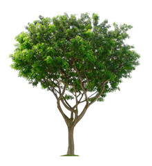 Beautiful tree isolated on white background. Suitable for use in architectural design or Decoration work.